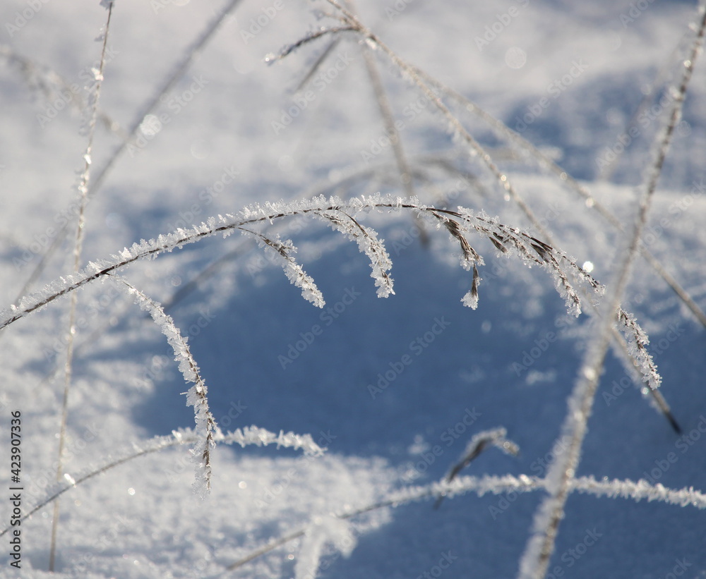 Gräser im Frost Gräser im Frost