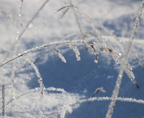 Gräser im Frost © melsunny