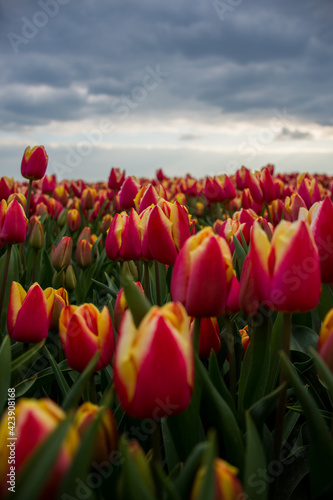 Red-and-yellow tulip patch in Heikant, Netherlands, on a cloudy April day
