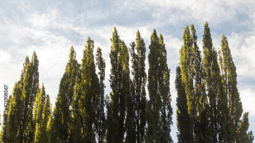Trees viewed from below on a sunny fall day.