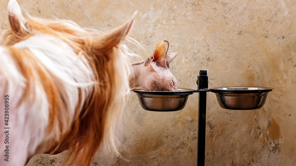 A dog watching the sphynx eating cat food from his bowl. Animal feeding, pets, hobbies. Close-up. Selective focus A dog watching the sphynx eating cat food from his bowl. Animal feeding, pets, hobbies. Close-up. Selective focus