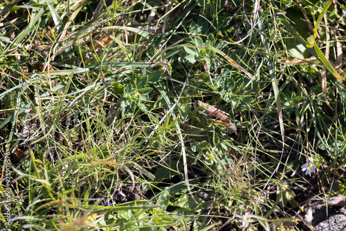 Common Green Grasshopper (Omocestus viridulus) living in the Dolomites © philipbird123