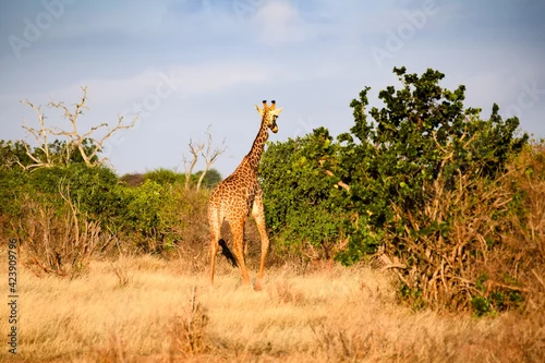 Obraz giraffe in tsavo east national park