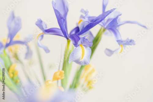 アヤメ、イリス/アイリス/レティクラータと黄色のフリージア、４月の花の白背景画像 菖蒲