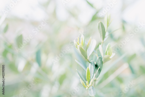 オリーブの木、葉っぱのアップ/グリーン系の背景画像