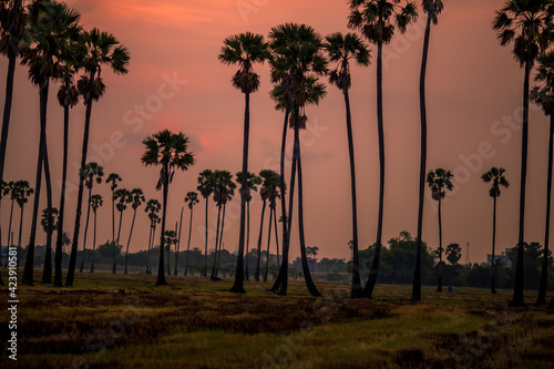 The close background of the green rice fields, the seedlings that are growing, are seen in rural areas as the main occupation of rice farmers who grow rice for sale or living.