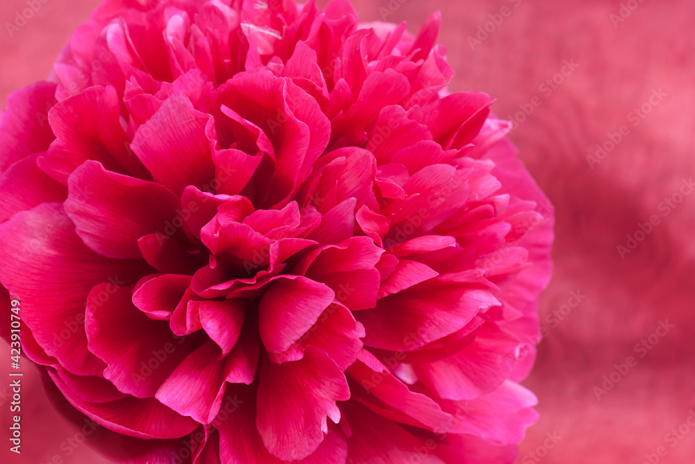 Beautiful floral wallpaper, red peony flower 