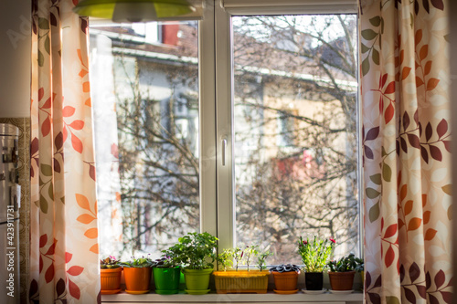 Houseplants on the window sill at home