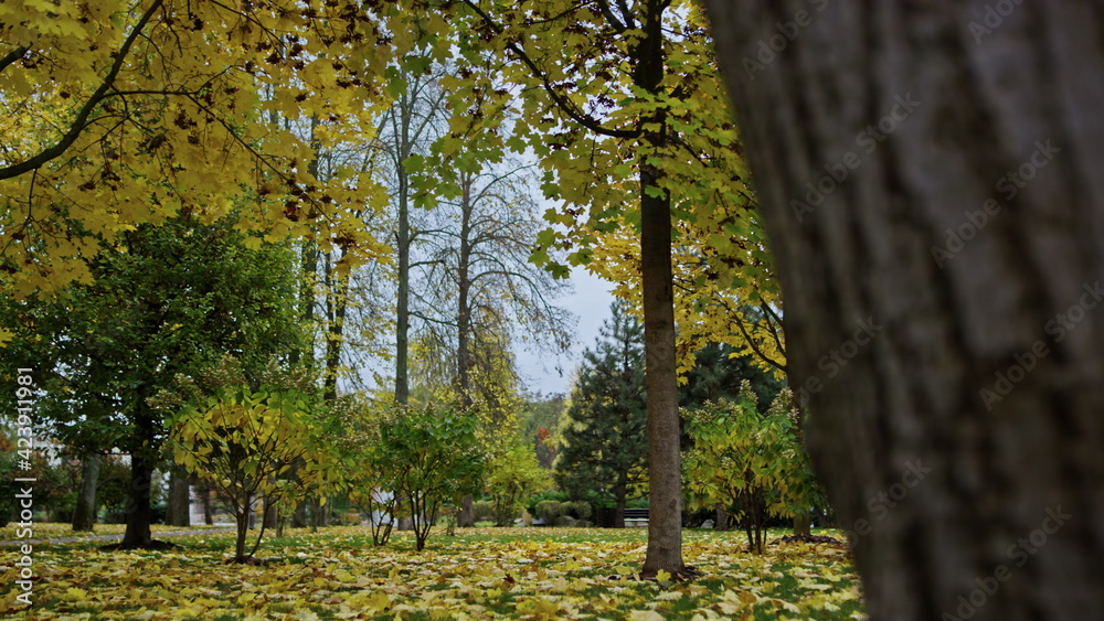 Beautiful nature in autumn park. Trees branches covered by yellow leaves.