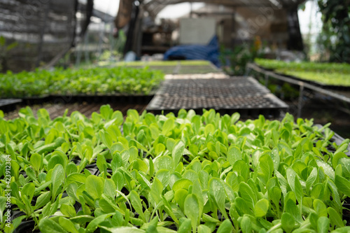 Organic green lettuce vegetable seedling in planting tray under greenhouse