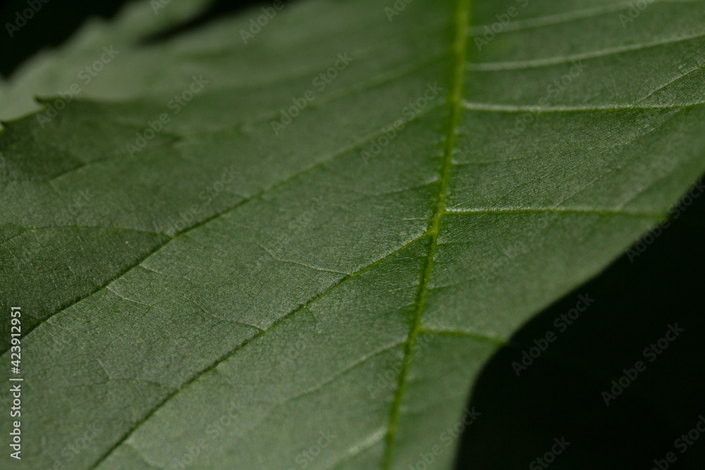 Natural background of green leaves. Nature concept Natural background of green leaves. Nature concept
