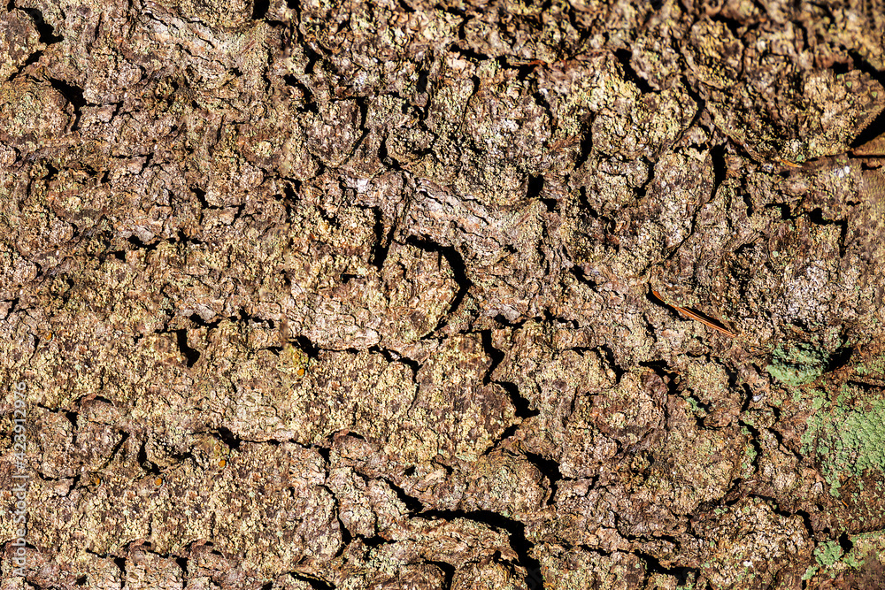 Relief texture of the brown bark of a tree with green moss on it. Horizontal photo of a tree bark texture. Background