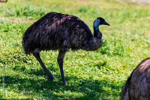 portrait of emu in the grass