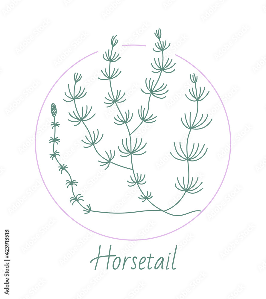 Horsetail, medical herb in a frame, linear style Horsetail, medical herb in a frame, linear style