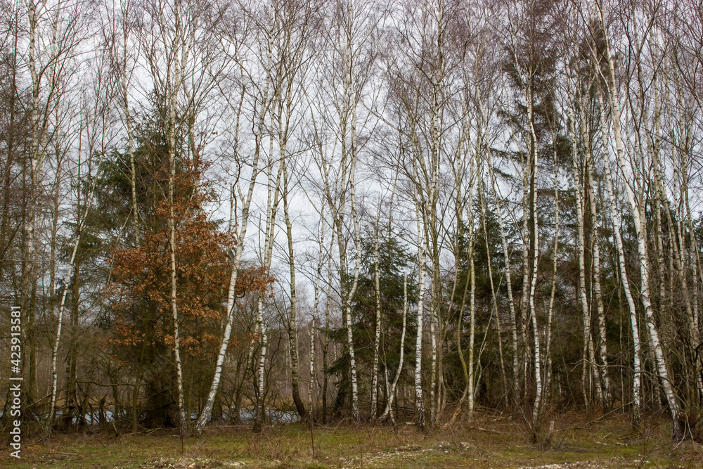 birch trees - National Park Maasduinen in the Netherlands