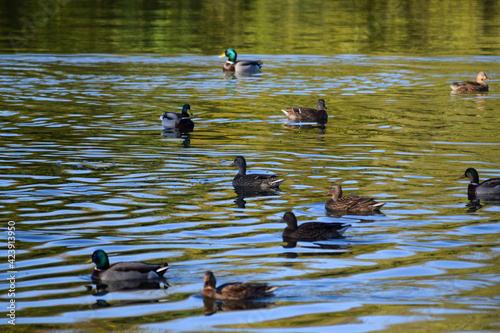 view of group of ducks on a lake photo