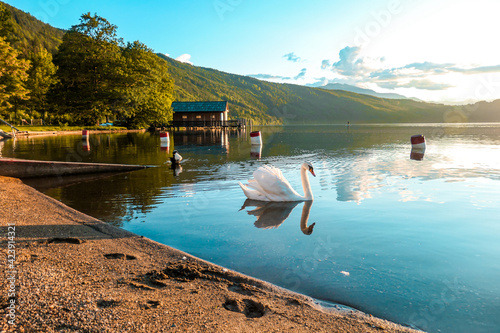 Fototapeta Naklejka Na Ścianę i Meble -  A swan swimming across the Millstatt lake in Austria during the sunset. The bird is slowly crossing the calms surface of the lake. The lake's surface is reflecting the soft clouds. Calmness and peace
