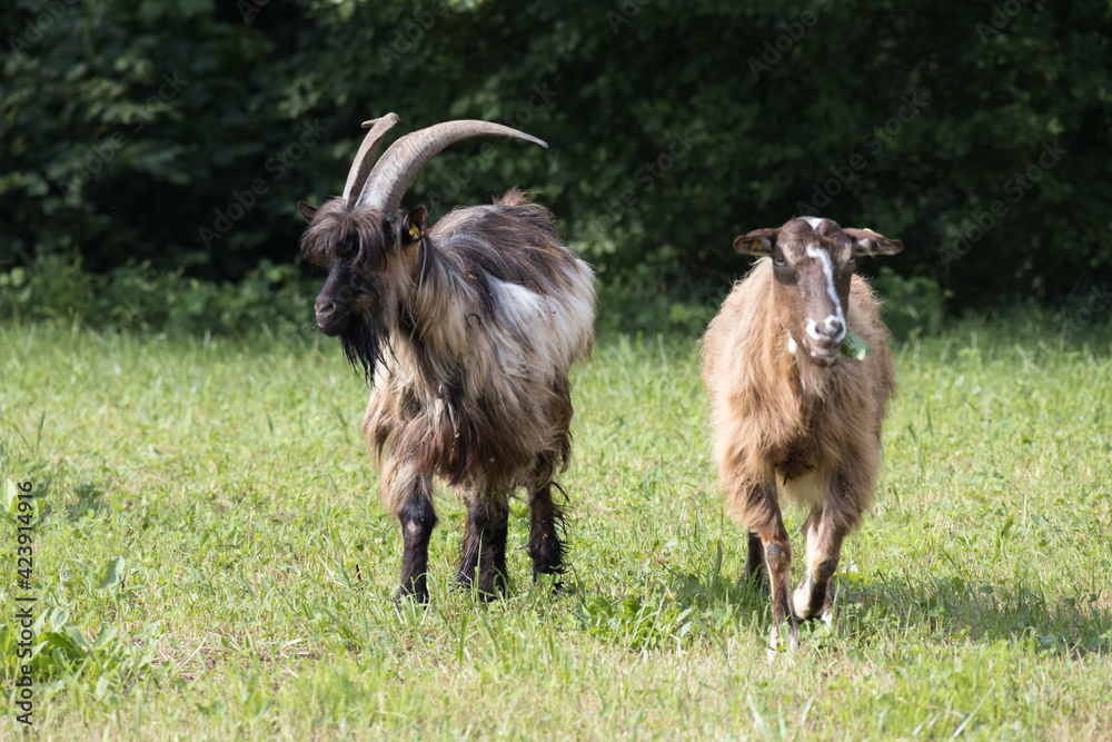 Domesticated goats wandering around the pasture in Torre de' Roveri Italy Domesticated goats wandering around the pasture in Torre de' Roveri Italy