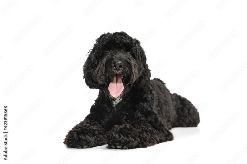 Young black Labradoodle playing isolated on white studio background Young black Labradoodle playing isolated on white studio background
