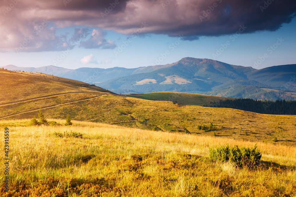 Obraz premium Tranquil sunny day in alpine valley. Location place of Carpathian mountains, Ukraine.