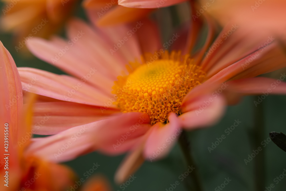 Chrysanthemum macro orange flower autumn. Abstract natural background of petals. Beautiful flowers bloomed in the garden. Layout for wallpapers, postcards, websites, calendars. Mother's Day Concept Chrysanthemum macro orange flower autumn. Abstract natural background of petals. Beautiful flowers bloomed in the garden. Layout for wallpapers, postcards, websites, calendars. Mother's Day Concept