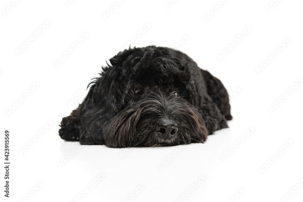 Young black Labradoodle playing isolated on white studio background Young black Labradoodle playing isolated on white studio background