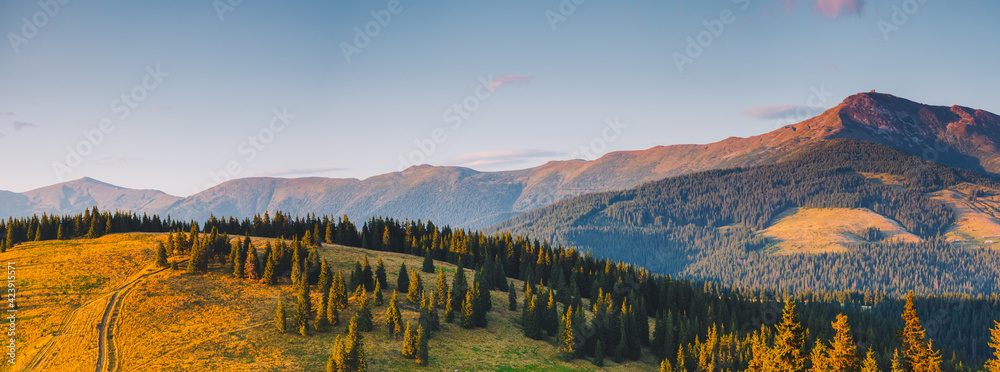 Panoramic view of mountain landscape with fir forest on a sunny day.