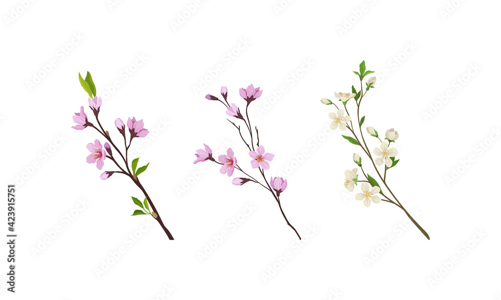 Floral Twigs and Branches with Tender Flower Buds and New Leaves Vector Set Floral Twigs and Branches with Tender Flower Buds and New Leaves Vector Set