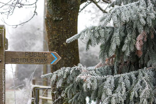 Pine tree covered with hoar frost pointing to a public bridelway signpost photo