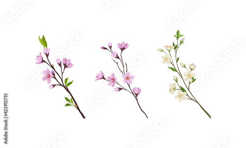 Floral Twigs and Branches with Tender Flower Buds and New Leaves Vector Set © Happypictures
