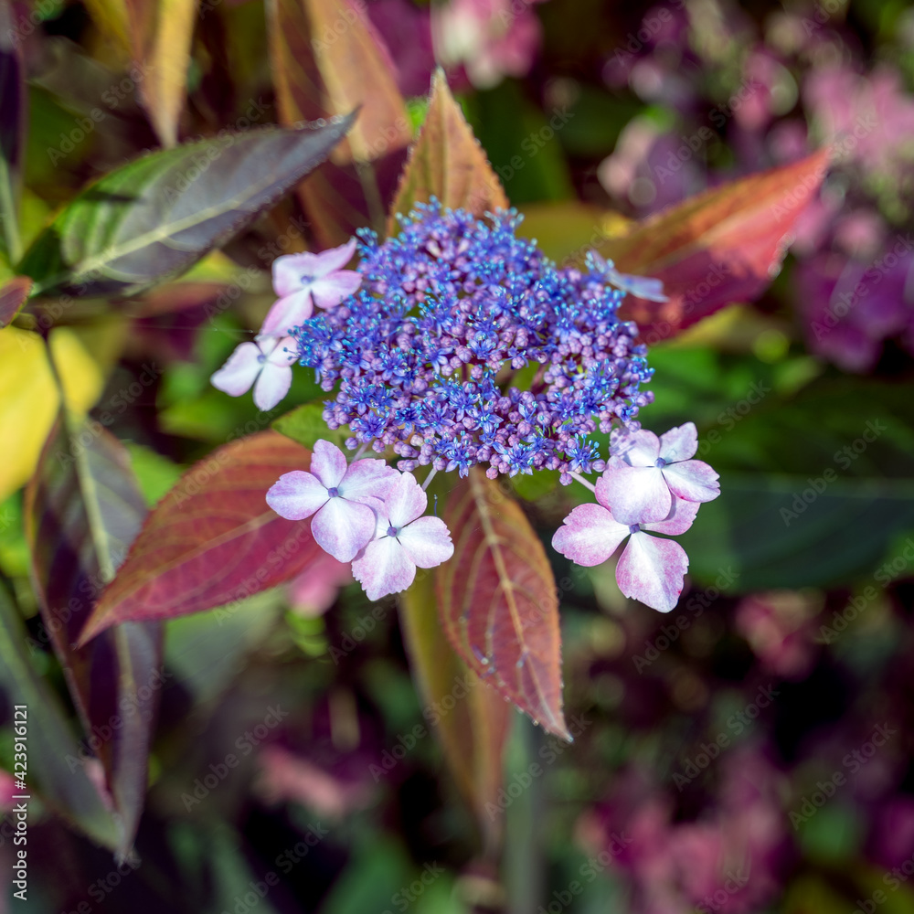 Blue Lacecap Hydrangea still flowering in November Blue Lacecap Hydrangea still flowering in November