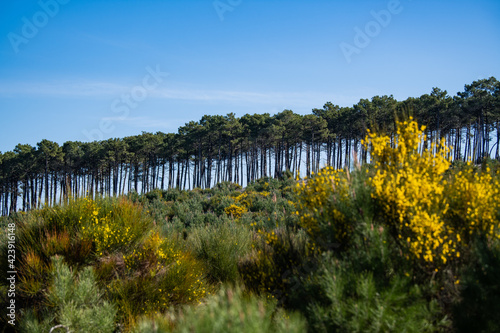Yellow broom flowers in a pine forest  Forest massif at Carcans Plage  pine forest near Lacanau  on the French Atlantic coast