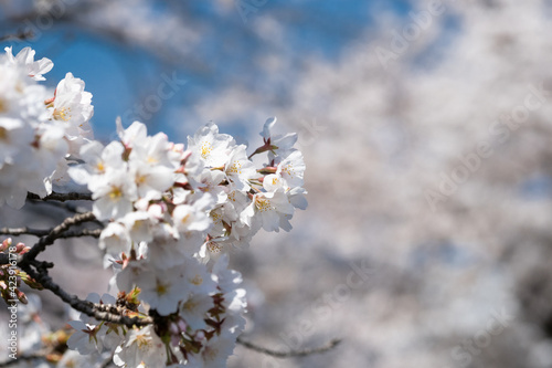 桜の花びらのクローズアップ © Seiji Nakamura
