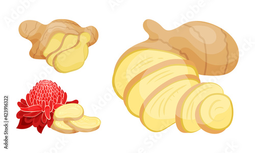 Fresh Ginger Rhizome as Fragrant Kitchen Spice with Red Flower Vector Set