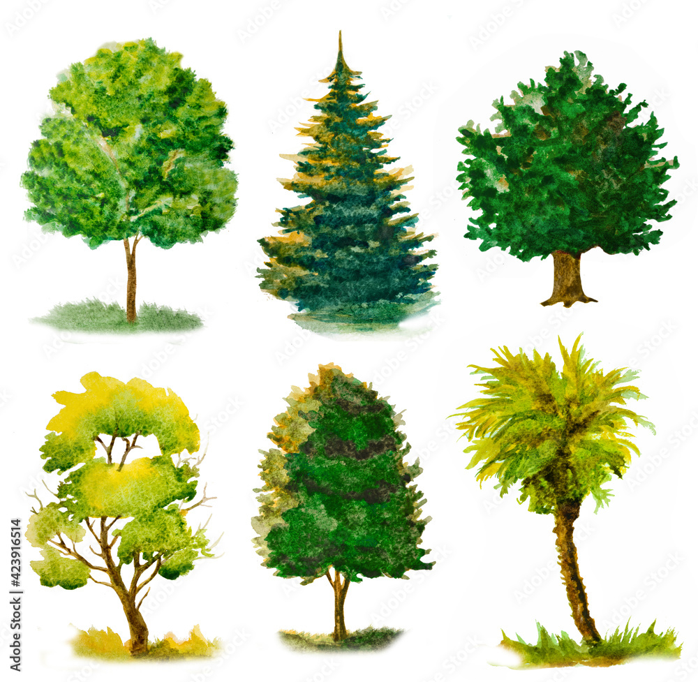 Fototapeta premium set of various watercolor trees isolated on white.
