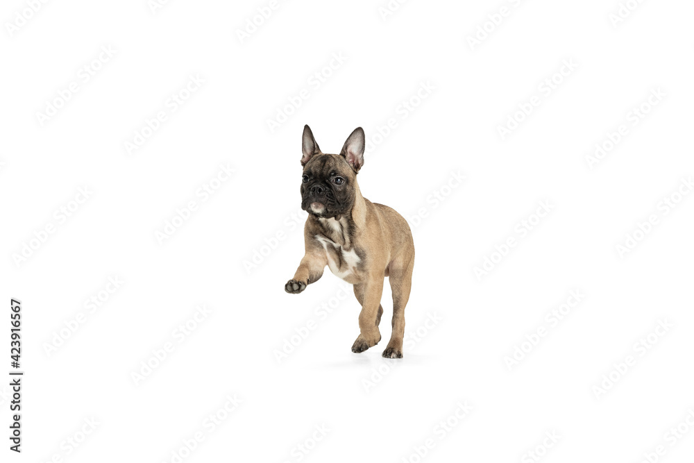Young brown French Bulldog playing isolated on white studio background Young brown French Bulldog playing isolated on white studio background