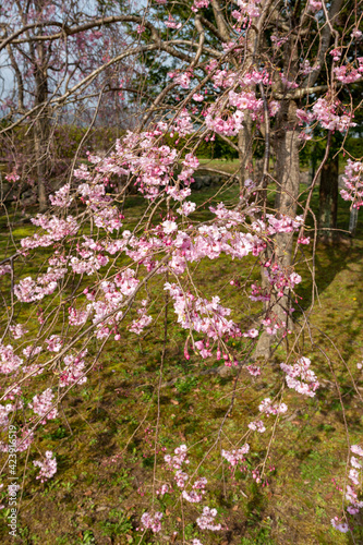View of Sasayama-jo castle in Tamba-Sasayama city, Hyogo, Japan at full blooming season of cherry blossoms