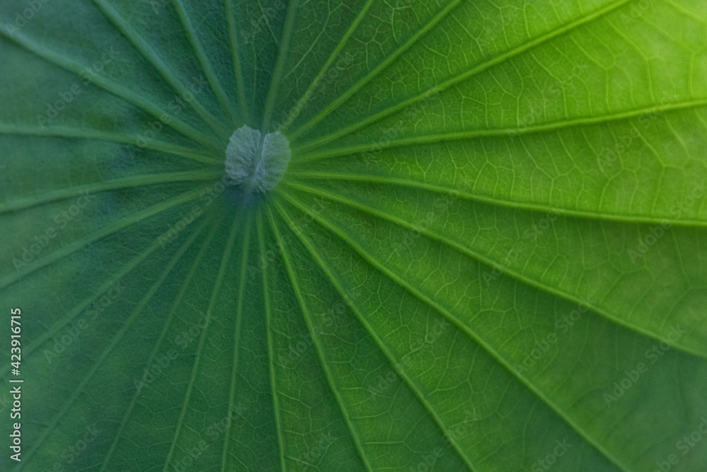 Close up Texture and Pattern of Lotus Leaf Close up Texture and Pattern of Lotus Leaf