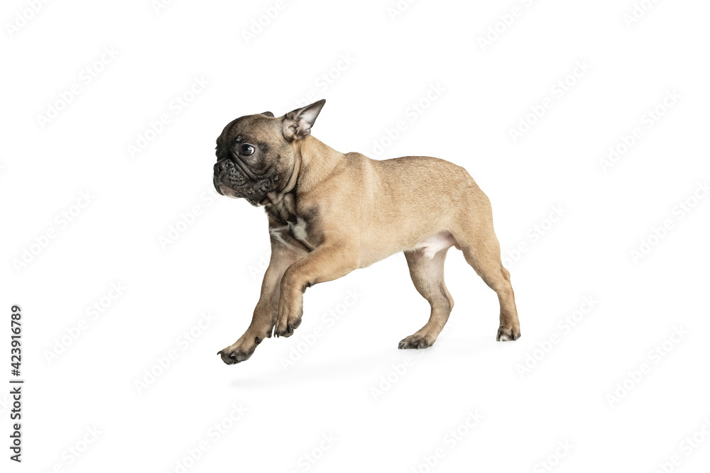 Young brown French Bulldog playing isolated on white studio background