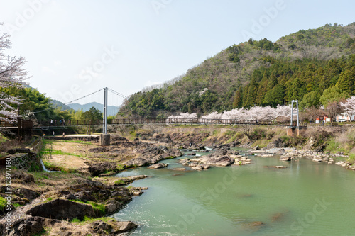 View of Kawashiro park in Tamba city, Hyogo, Japan at full blooming season of cherry blossoms photo