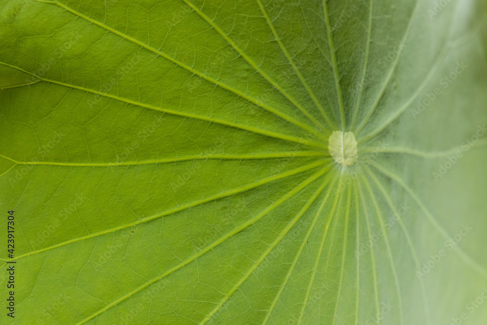 Beauty of nature, close up pattern and texture of green leaf Beauty of nature, close up pattern and texture of green leaf