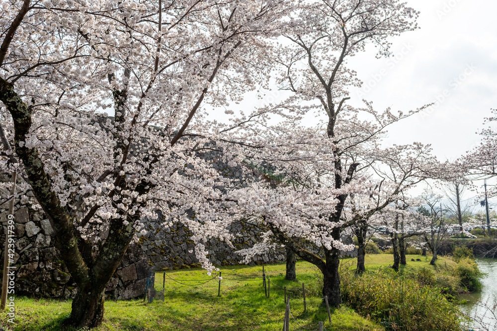 View of Kawashiro park in Tamba city, Hyogo, Japan at full blooming season of cherry blossoms
