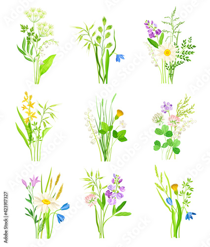 Floral Composition with Wildflowers and Meadow Plants Vector Set