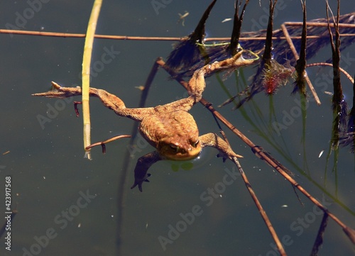 CRAPAUD DANS MARAIS AIN FRANCE