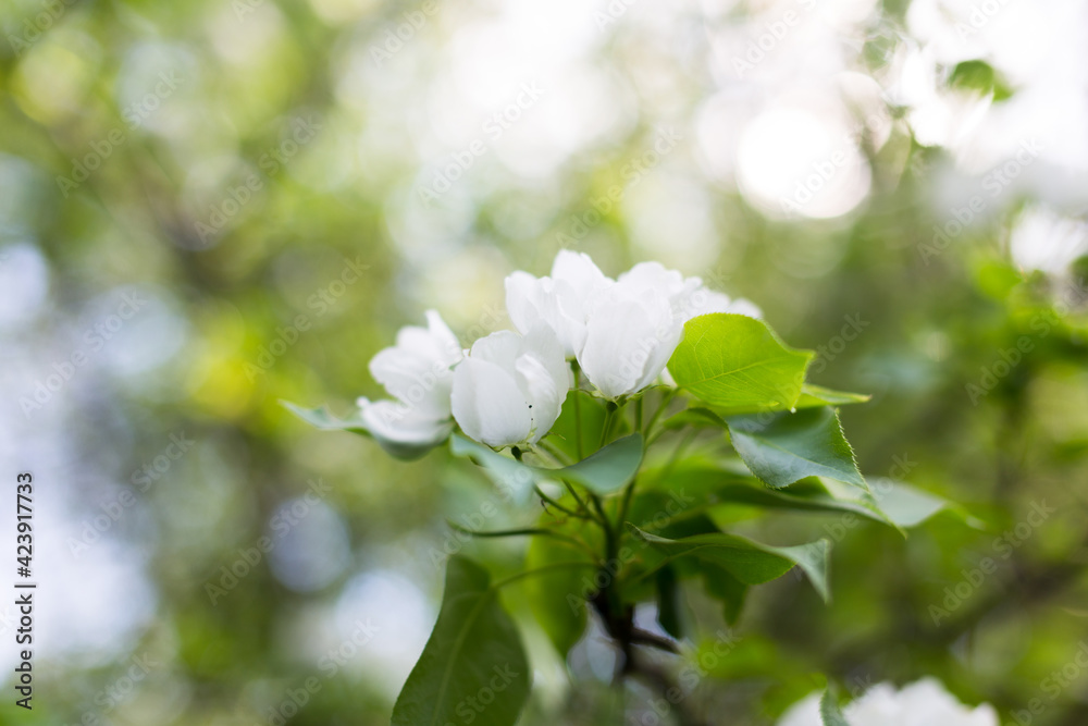 Seasonal flowering of apple, cherry. Spring trees. Close shot of cherry blossom, apple tree, tree branch. Blurred background. Macro shooting Seasonal flowering of apple, cherry. Spring trees. Close shot of cherry blossom, apple tree, tree branch. Blurred background. Macro shooting