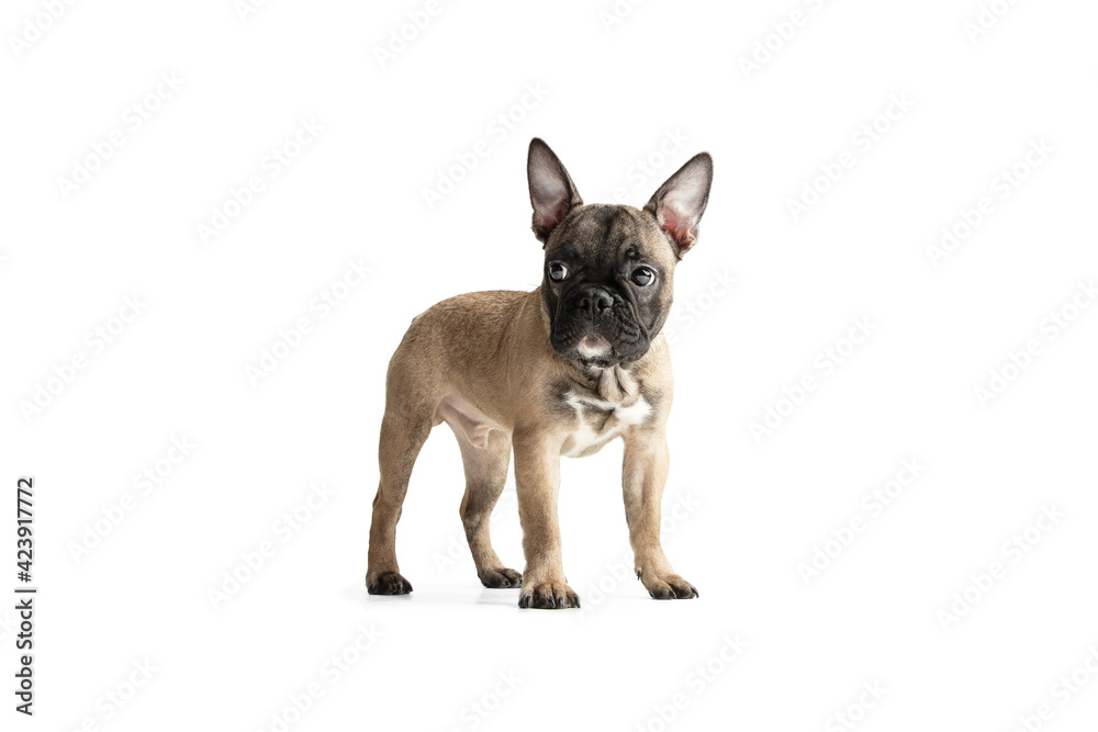 Young brown French Bulldog playing isolated on white studio background Young brown French Bulldog playing isolated on white studio background