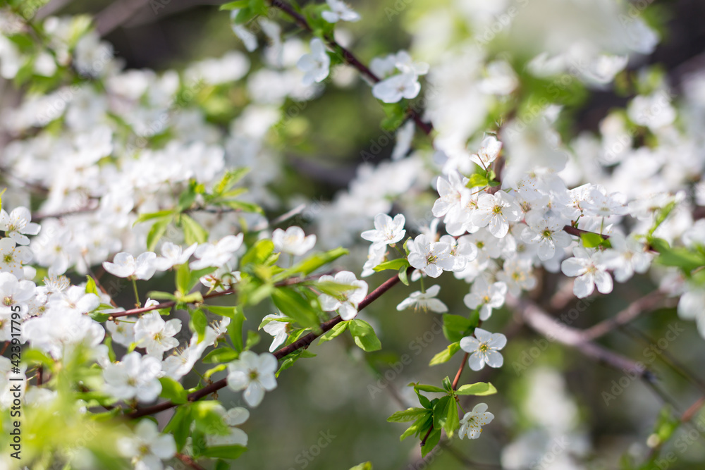 Seasonal flowering of apple, cherry. Spring trees. Close shot of cherry blossom, apple tree, tree branch. Blurred background. Macro shooting