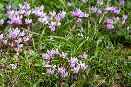 Wild Cyclamen  Persicum  in full bloom in Florence