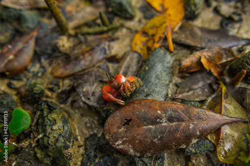 A fiddler crab, sometimes known as a calling crab, may be any of approximately 100 species of semi-terrestrial marine crabs which make up the genus Uca.