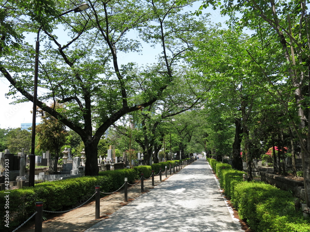 新緑が美しい青山霊園（桜並木の中央通り）